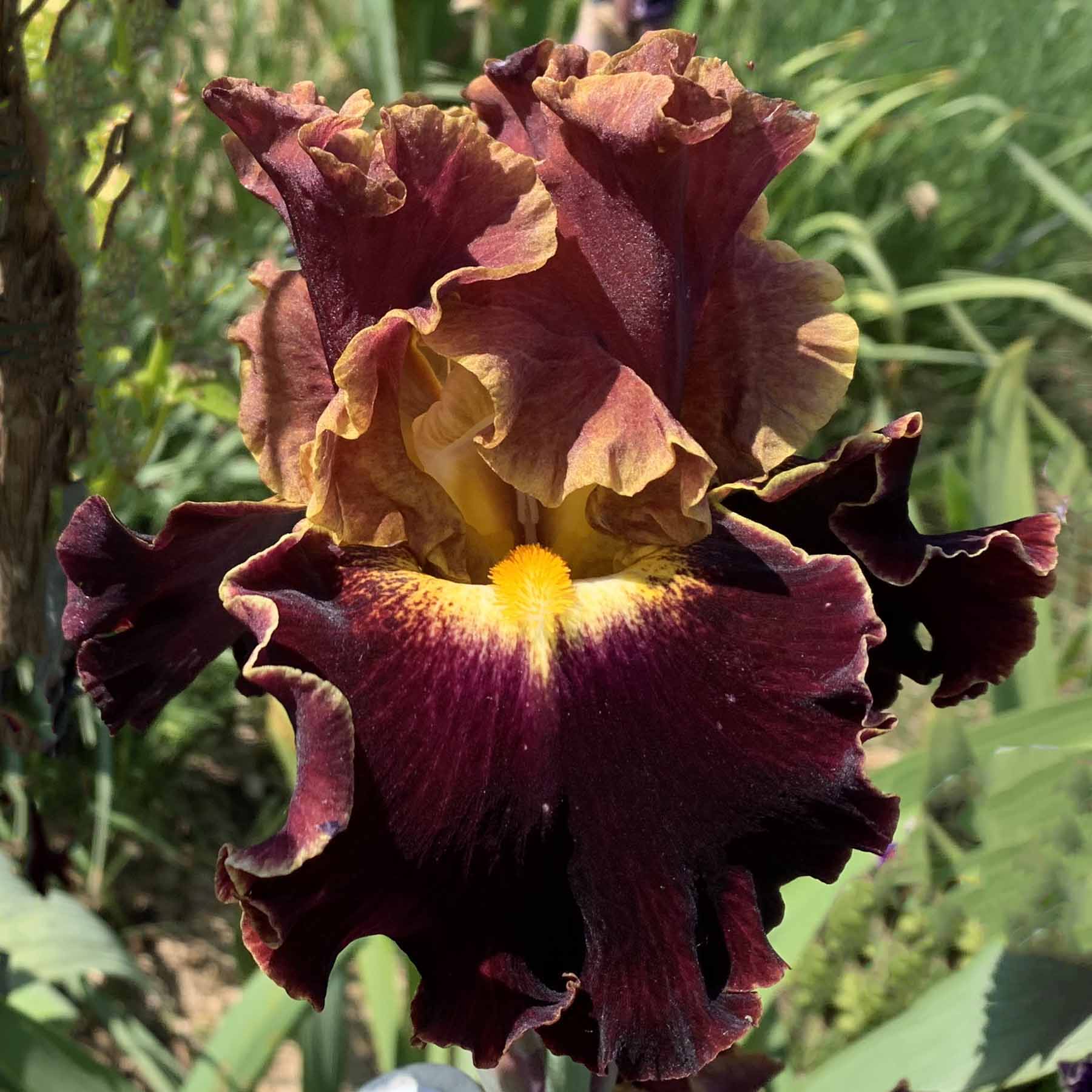 HERE COMES TROUBLE.jpg